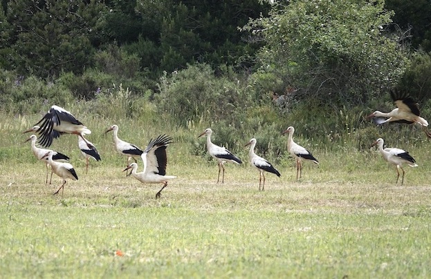 white stork